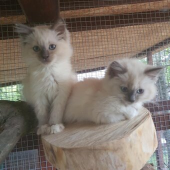 Ponúkam 2 ragdoll kocurikov - 16