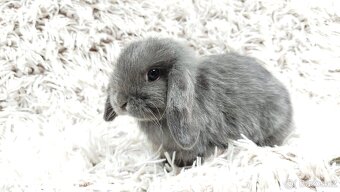 Zakrslý beránek, králíček, králík - KVIDO - 16