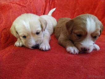 Štěňátka křížence MOMENTÁLNĚ VŠICHNI REZERVOVÁNI - 16