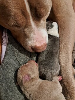 American Bully XL ŠTĚŇATA K ODBĚRU - 16