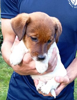Jack russell terier krásná hnědobílá fenka na odběr - 16