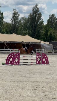 Kobyla do chovu a sportu - 16