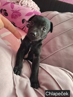 Stěně Pinč X Jack Russell - 16