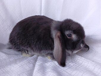 Zakrslí beránci a bílopesíkatí králíčci s rodokmenem - 16