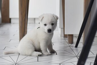 Kishu Inu štěňata s PP FCI - odběr na Vánoce - 16