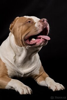 American bully - 16