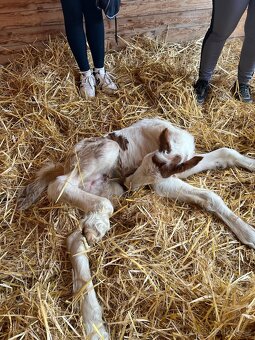 Hřebeček Irský cob - 16