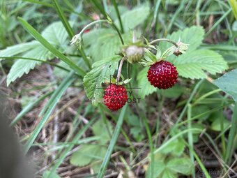 Prodej ovocného sadu 4 253 m2 v Koryčanech - 16