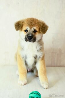 Štěňata Akita Inu - 16