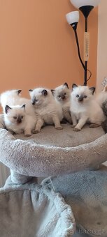 Ragdoll kotatka - 16