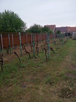 RD Lanžhot, velká zahrada, dvougenerační bydlení - 16