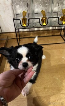 Chlapečkové čivava s PP FCI - 16