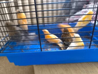 Prodám zebry chůvy,kanáři. - 16