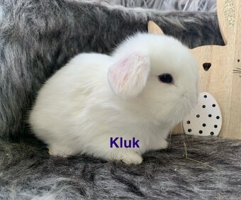 ❤️⭐️Minilop Kralicek Beránek k rezervaci ❤️ - 16