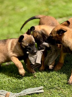 BELGICKÝ OVČÁK MALINOIS - 16