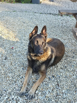 Štěně Belgického (75% podíl) a Německého ovčáka (25% podí - 16