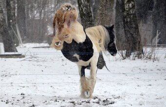 MILIONOVA kobylka irskeho coba (Irsky cob) - 16