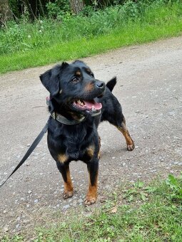 BENÍK K ADOPCI - přátelský, akční, umazlený - 16