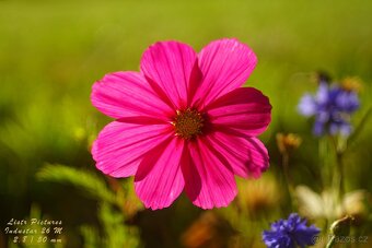 Dálkoměrný FED 3 + Industar 26M (2.8/50 mm) - 1961 - 16