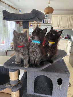 Poslední mainská holčička - blue smoked - JIŽ K ODBĚRU - 16