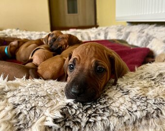 Rhodéský Ridgeback- štěňata s PP, odběr koncem listopadu - 16
