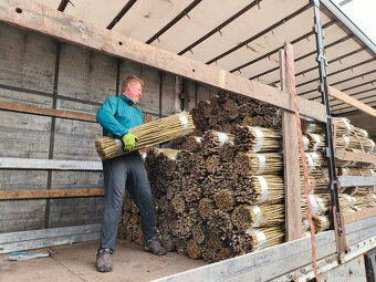 Japonský topol - sadba - 16