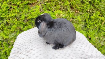 Zakrslý beránek, králíček, králík - ELLA - 16