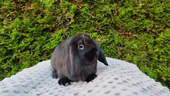 Zakrslý beránek, králíček, králík - PEGAS - 16