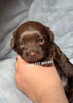 Maltipoo F1 Chocolate ‼️ 900€ / Graff - 16