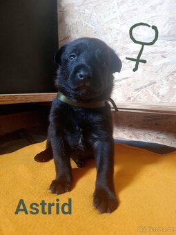 Belgický ovčák malinois - 16