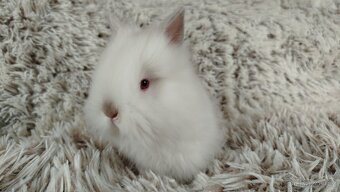 Zakrslý králík, králíček -(TEDDY)-HERBERT A HEIDY - 16