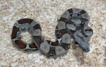 Boa imperator- Sharp Sunglow 66% het Sterling,Hypo Sterling - 16