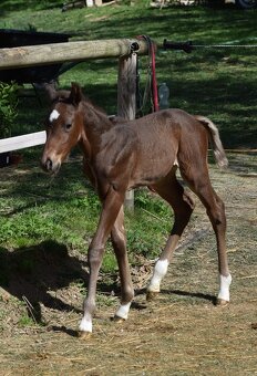 Připouštění AQH plemenným hřebcem Classic Champagne - 16