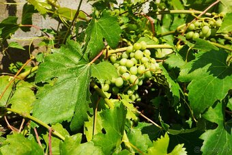 Zděná chata Butov - Přehrada Hracholusky + zahrada - 16