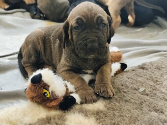 Brazilská fila - 16