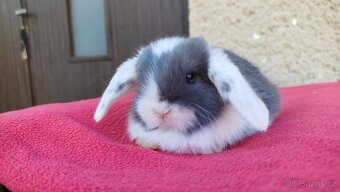 Zakrslý beránek, králíček, králík - ELIAH - 16