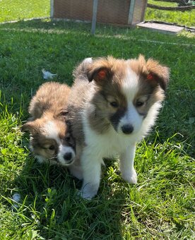 Štěňátka Sheltie/Šeltie bez PP - 16