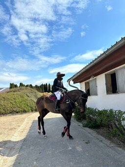 Zdravá sportovní Klisna 14 let - 16