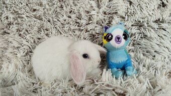Zakrslý beránek, králíček, králík - TIMIÁN - 16