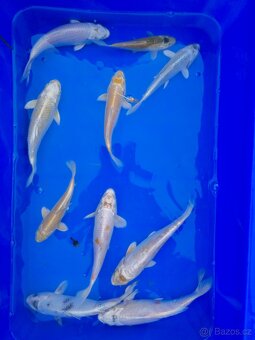 Koi 5-35cm - 16
