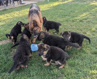 Německý Ovčák, Štěňata s PP exteriérová linie - 16