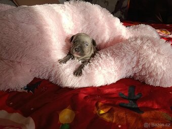 Stafordšírský bulteriér - 16