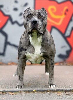 American Bully XL - 16