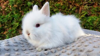 Zakrslý králík, králíček - (TEDDY) - HERBERT A HEIDY - 16