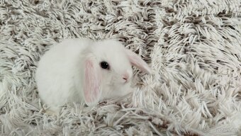 Zakrslý beránek, králíček, králík -TIMIÁN - 16