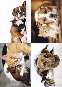 pohledy zvířat - 16