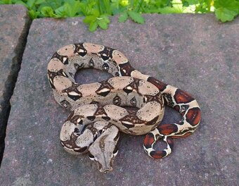 Boa imperator- Sharp Sunglow 66% het Sterling,Hypo Sterling - 16