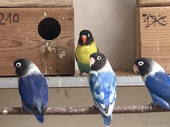 Agapornis fischeri - 16