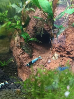 Akara cichlida papuščí endlerky krevetky - 16