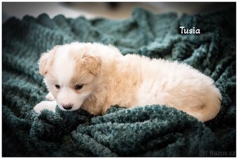 Border Collie, Border Kolia s PP FCI barva ee red - 16